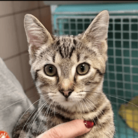 ORION, chat à adopter