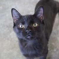 ZORRO, chat à adopter