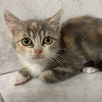 anasthasie, chatte à adopter