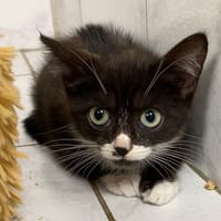 LUCIFER, chatte à adopter