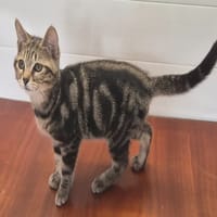 YOGA (réservé), chat à adopter