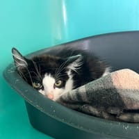 Villa, chat à adopter