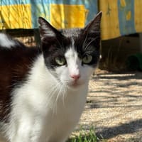 PEP'S, chat à adopter