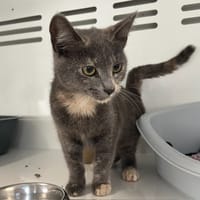 Merrow, chatte à adopter