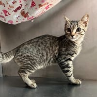 Koumal, chat à adopter
