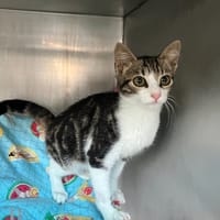 Sangha, chat à adopter