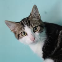 MAO, chat à adopter