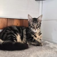 YOSHI, chat à adopter