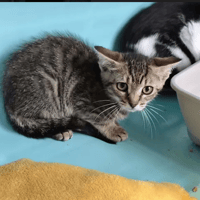JAZZ, chat à adopter