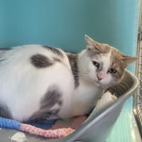 Eureko, chat à adopter