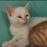 Blanco, chat à adopter