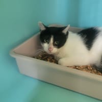 DELCO, chat à adopter
