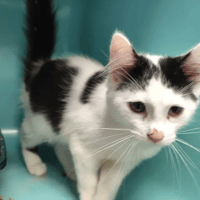 ECHO, chatte à adopter