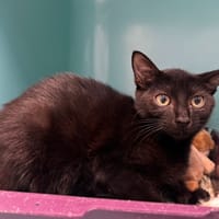 DALI, chat à adopter
