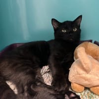 SALVADOR, chat à adopter