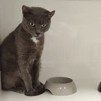 GNOCCHI, chatte à adopter