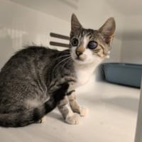 DICKENS, chat à adopter