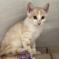 MILK, chat à adopter
