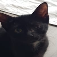 MINETTE, chatte à adopter