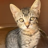 Sentience, chatte à adopter