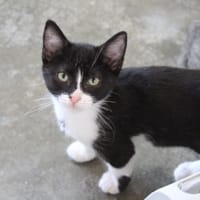 PITCHOUNE, chatte à adopter