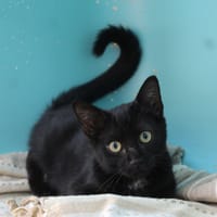 WOODY, chat à adopter