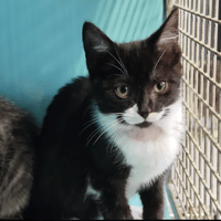 OUPS, chat à adopter