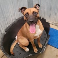 MOKA, chien à adopter
