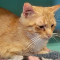 comète, chatte à adopter