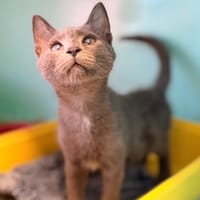 Cattleya [Chaton], chatte à adopter