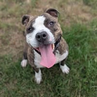 Tay'son, chien à adopter