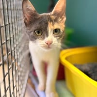 Canaille [Chaton], chatte à adopter