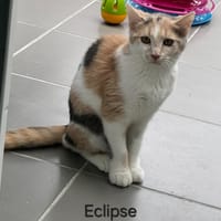 Eclipse, chatte à adopter