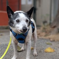 Pépé, chien à adopter
