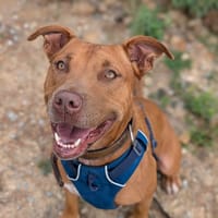 Athena, chienne à adopter
