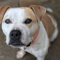 Taison, chien à adopter