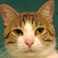 Patrocle, chat à adopter