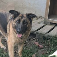 SALVA, chienne à adopter