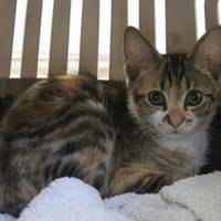 HERMIONE, chatte à adopter