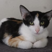 ABIGAELLE, chatte à adopter