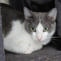 CYRUS, chat à adopter