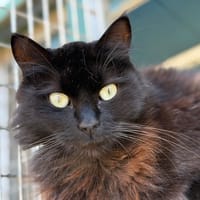 EBENE (ZEPHYR), chat à adopter