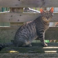 PERCEVAL HAB17620, chat à adopter
