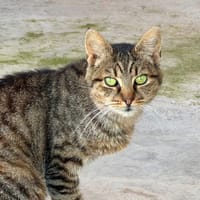 BIANCA en SOS, chatte à adopter