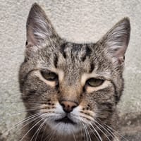 Peaky, chat à adopter