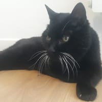 MELI QCT, chatte à adopter