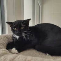 RUMBA QCT, chat à adopter