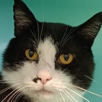 Billig, chat à adopter