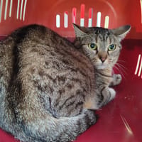 PUNCH QCT, chatte à adopter