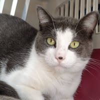 MAUNALOA QCT, chatte à adopter